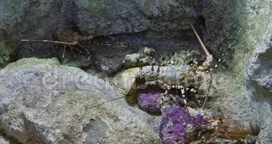 彩绘刺龙虾或彩绘岩龙虾，泛紫病毒云彩龙，成人站在岩石上，<strong>实时</strong>