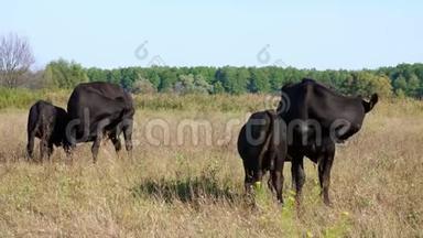靠近奶牛的小牛喝牛奶，吃。 牛群在田里放牧。 农场的肉类生产。 夏天温暖的一天。