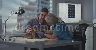 兽医检查猫