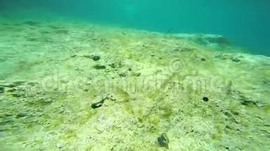 沙利马斯的浅滩放牧着地中海礁。