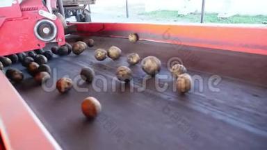 农场马铃薯分拣专用机械化工艺。 土豆被卸在传送带上，以便分拣，然后