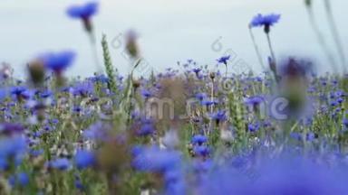 镜头向右向左移动，在美丽的蓝色草地上，花丛中的野花，没有夏天的田野