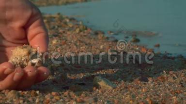 一只寄居蟹从手掌跑到沙子。