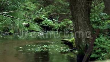 森林溪流，透明的水在木材中流动。 小溪的景观