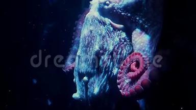 水族馆里的章鱼。 黑水里的大红章鱼.. 野生动物。