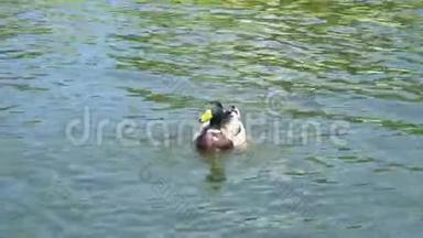 鸭子在池塘上，鸭子在水里游泳。