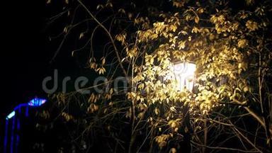 一盏黄色的<strong>灯笼</strong>在树的树枝间夜间<strong>发光</strong>。