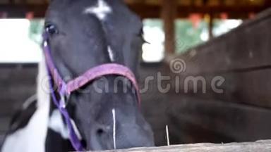 一匹滑稽的马在牧场摊的镜头前吃稻草