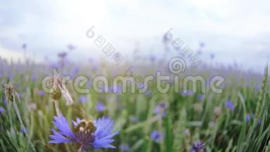 一<strong>只</strong>蜜蜂坐着，然后从一片美丽的蓝草草地飞来，在夏日日落的田野里，没<strong>有人</strong>靠近