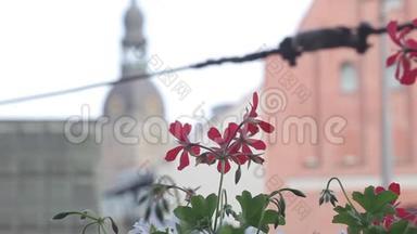 欧洲里加城的红花，花，<strong>历史</strong>，拉脱维亚，<strong>红色</strong>，旅游，城镇，建筑