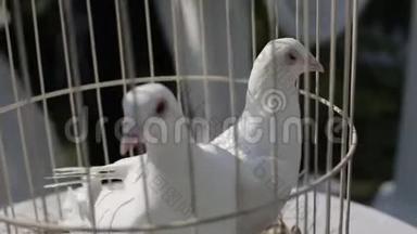 婚礼前一个阳光明媚的日子，白鸽被关在笼子里