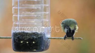 几只小鸟蓝鸟Parus少校飞到一个塑料瓶里吃种子