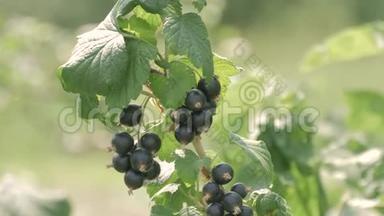 一丛黑色成熟的醋栗。 一种成熟的成熟浆果，黑醋栗在乡村的情节。