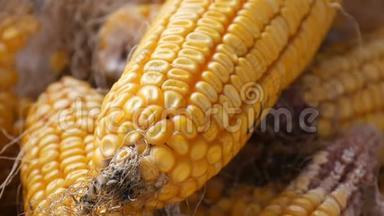 谷仓里有许多成熟的黄色玉米头。 玉米收获后的玉米。 农业生产近景
