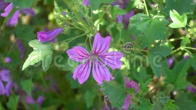 蜂群覆盖着花粉飞向<strong>紫色的花朵</strong>