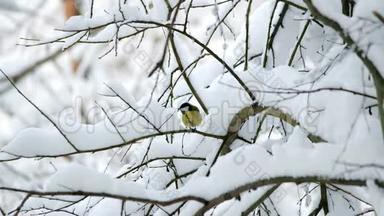 一只小鸟坐在被雪覆盖的树枝上