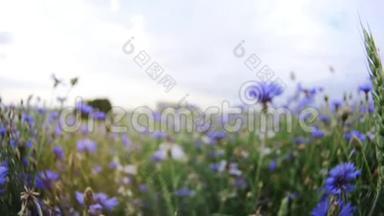 一<strong>只</strong>蜜蜂在美丽的蓝色草地上飞过花丛中的野花，没<strong>有人</strong>迷离