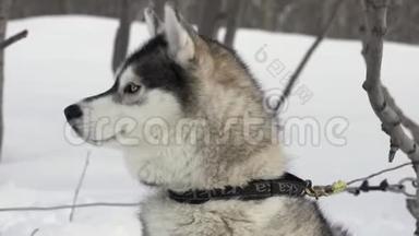 冬季运动比<strong>赛前</strong>哈士奇犬种的肖像-雪橇犬比赛