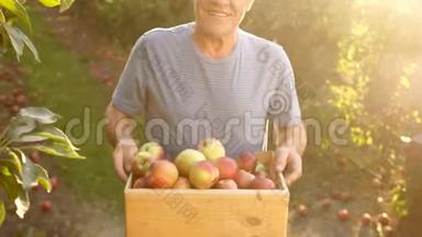 老农，收割苹果.. 日落。 一个农夫在他的花园里，把苹果放在木箱里。 他在工作