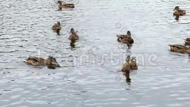 鸭子在池塘上，鸭子和小鸭子在水里游泳，清理它们的羽毛。 野生动物，美丽的鸭子吃面包