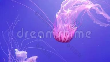 巨大的粉红色海洋水母用<strong>触手</strong>移动。 蓝色海洋背景上的水母。
