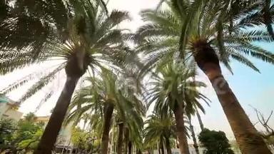公园里的棕榈胡同。 在公园的棕榈树之间漫步，从下到上的景色