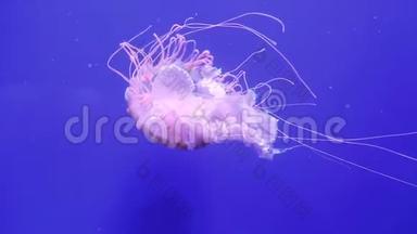 巨大的粉红色海洋水母用触手移动。 蓝色海洋背景上的水母。