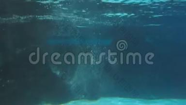 古图企鹅在水下游泳