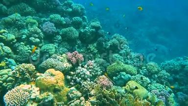 五彩缤纷的热带鱼和美丽的珊瑚