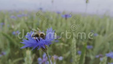 一<strong>只</strong>忙碌的蜜蜂正在夏天日落的田野里给一朵美丽的蓝色矢车菊授粉，没<strong>有人</strong>靠近视野