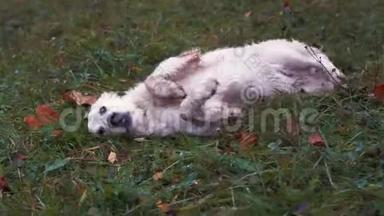 有趣的视频-秋天公园里湿漉漉的草地上躺着一只大快乐的狗