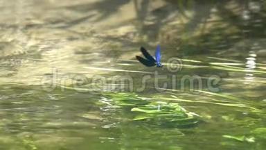 蜻蜓美丽的鸟在水面上<strong>飞</strong>舞，动作缓慢