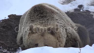 棕熊在雪地上休息，可爱的野生动物准备冬眠