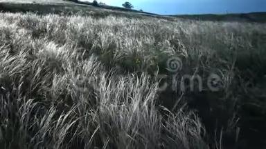 松针草，长草随风飘动在风景园的背景下