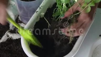 女孩把薄荷从一个花盆移植到另一个花盆。使用塑料抹刀处理土壤。把植物放进一个新罐子里。