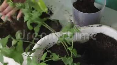 女孩把薄荷从一个花盆移植到另一个花盆。 用塑料刮刀与土壤一起工作。 特写镜头。