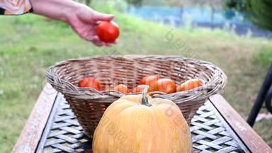 女园丁把番茄放进<strong>篮子里</strong>。 家庭主妇把蔬菜和南瓜放<strong>在</strong>花园<strong>的篮子里</strong>