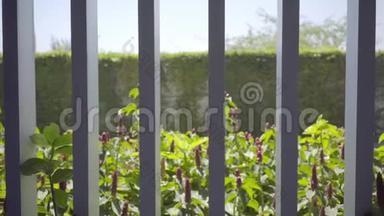 背景图片一个花园红花在泰国的一个全景窗口后，慢动作。