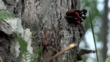 树上美丽蝴蝶的高清特写。 红色上将蝴蝶在树上。