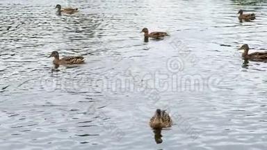 鸭子在池塘上，鸭子和<strong>小鸭子</strong>在水里<strong>游泳</strong>，清理它们的羽毛。 野生动物，美丽的鸭子吃面包