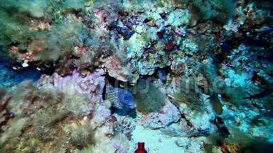 海底野生<strong>生物</strong>-深礁中的两<strong>条</strong>海鳗