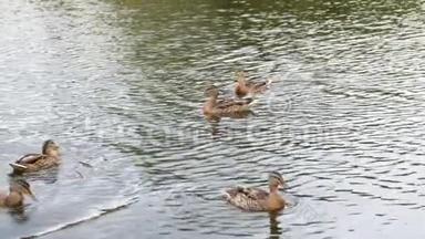 <strong>鸭子</strong>在池塘上，<strong>鸭子</strong>和小<strong>鸭子</strong>在水里游泳，清理它们的羽毛。 野生动物，美丽的<strong>鸭子</strong>吃面包