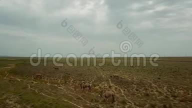 哈萨克斯坦干旱草原背景下两头驼背奔跑的野生骆驼