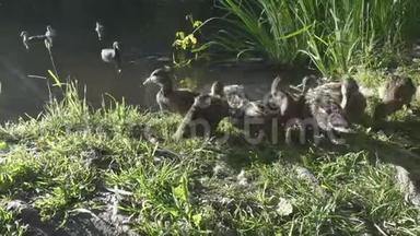 夏天阳光明媚的一天，鸭子和成年小鸭子在湖边的草地上<strong>嬉戏</strong>