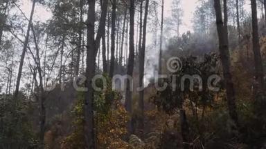 灰烬覆盖森林火灾后。 森林大火后，烟雾从地面升起，在大气中雾霾。 夏季天气炎热