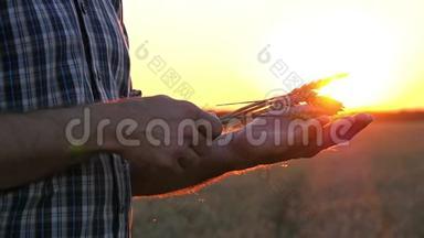 日落或日出时，一个人手里握着金色的、成熟的麦穗。 农业的概念..