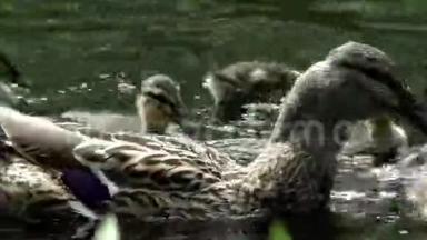鸭子妈妈带着一群小鸭子在<strong>水里游</strong>来<strong>游</strong>去。