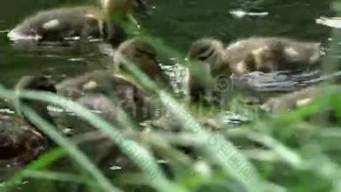 鸭子妈妈带着一群<strong>小鸭</strong>子在水里游来游去。