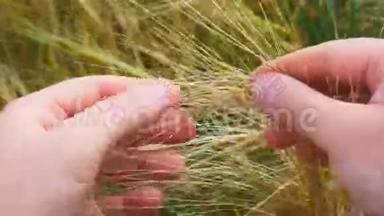 雄手在大麦地.. 手中的<strong>粮食</strong>。 手里拿着大麦。 <strong>农民</strong>检查小穗的质量和
