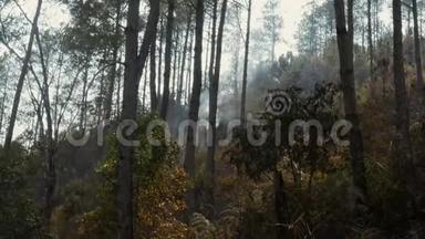 灰烬覆盖森林火灾后。 森林大火后，烟雾从地面升起，在大气中雾霾。 夏季天气炎热
